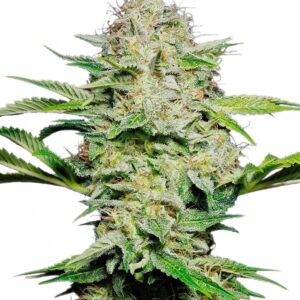 Sensi Seeds Sensi Skunk Auto feminisiert