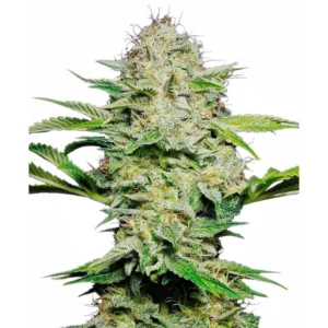 Sensi Seeds Sensi Skunk Auto feminisiert