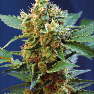 Sweet Seeds Cream Mandarine XL Auto feminisiert