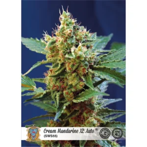 Sweet Seeds Cream Mandarine XL Auto feminisiert