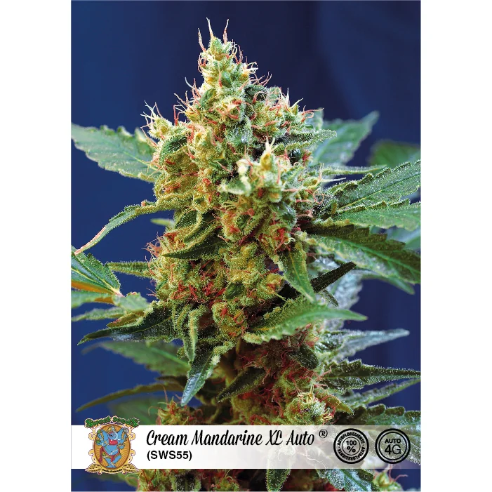 Sweet Seeds Cream Mandarine XL Auto feminisiert