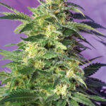 Sweet Seeds Killer Kush Auto feminisiert