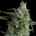 Pyramid Seeds Kryptonite feminisiert