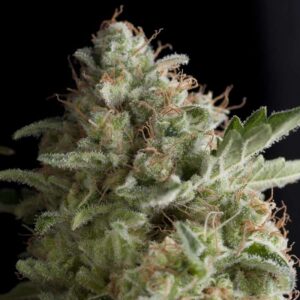 Pyramid Seeds American Pie feminisiert