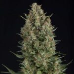 Pyramid Seeds Wembley feminisiert