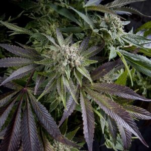 Pyramid Seeds Blue Pyramid feminisiert