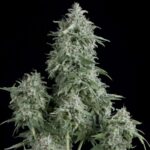 Pyramid Seeds Anubis feminisiert