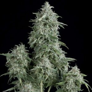 Pyramid Seeds Anubis feminisiert