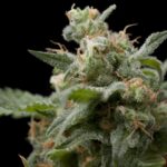 Pyramid Seeds Super Hash feminisiert