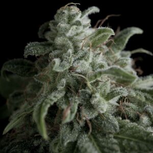 Pyramid Seeds Nefertiti feminisiert
