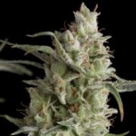 Pyramid Seeds Super OG Kush feminisiert