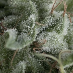 Pyramid Seeds Nefertiti Auto feminisiert