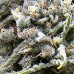 Pyramid Seeds White Widow Auto feminisiert
