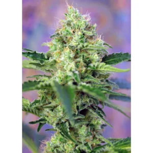 Sweet Seeds Crystal Candy feminisiert