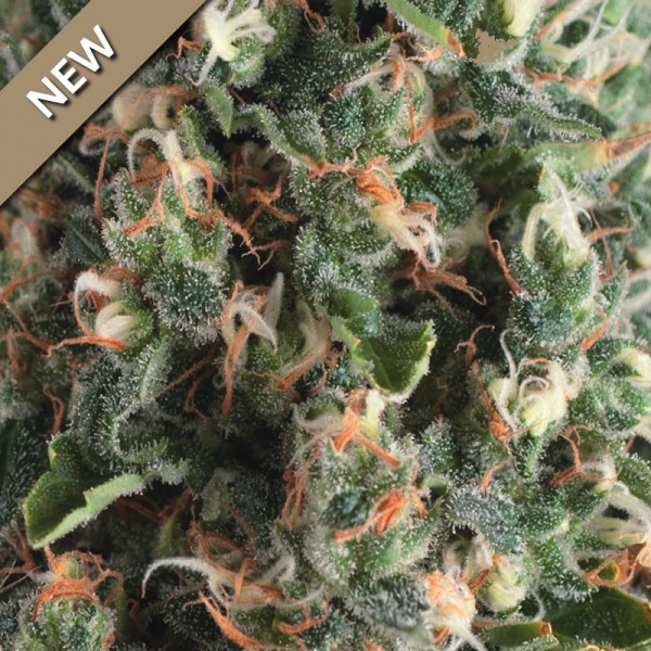 Pyramid Seeds Super OG Kush Auto feminisiert