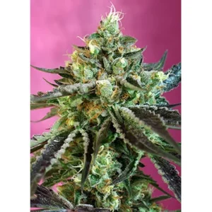Sweet Seeds Sweet Nurse CBD Auto feminisiert