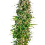 Sensi Seeds Hindu Kush Auto feminisiert