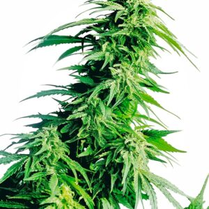 Sensi Seeds Hindu Kush feminisiert