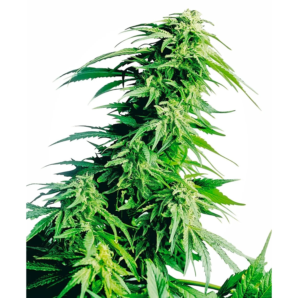 Sensi Seeds Hindu Kush feminisiert