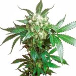 Sensi Seeds Black Domina feminisiert
