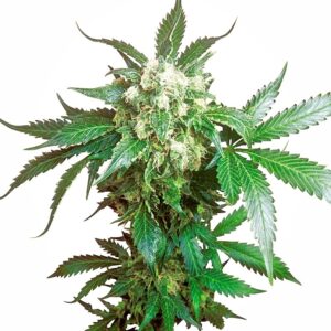 Sensi Seeds Black Domina feminisiert