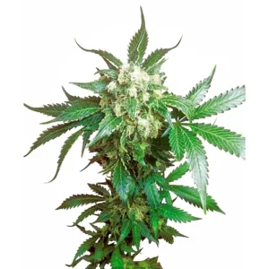 Sensi Seeds Black Domina feminisiert