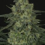 Ripper Seeds Criminal feminisiert
