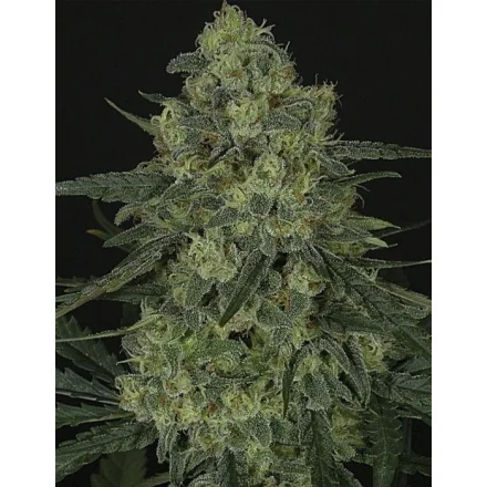 Ripper Seeds Criminal feminisiert