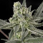 Ripper Seeds Old School feminisiert