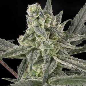 Ripper Seeds Old School feminisiert