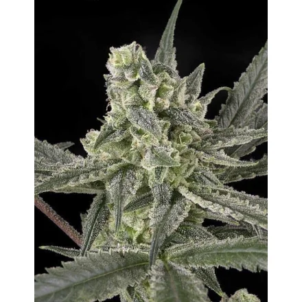 Ripper Seeds Old School feminisiert