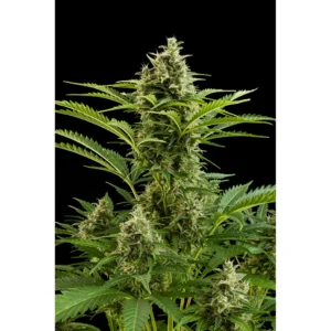 Buddha Seeds Vesta Auto feminisiert
