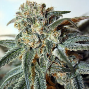 Ripper Seeds Zombie Kush feminisiert