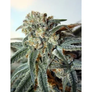 Ripper Seeds Zombie Kush feminisiert
