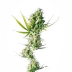 Sensi Seeds Durban feminisiert