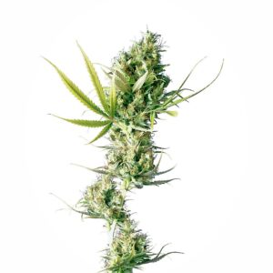 Sensi Seeds Durban feminisiert