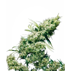Sensi Seeds Jamaican Pearl feminisiert