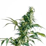 Sensi Seeds Mexican Sativa feminisiert