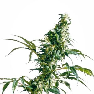 Sensi Seeds Mexican Sativa feminisiert