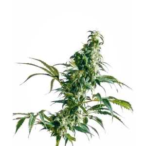 Sensi Seeds Mexican Sativa feminisiert