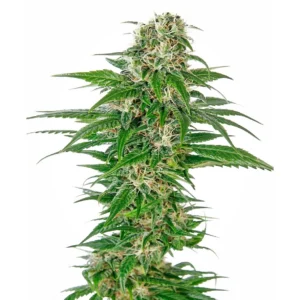 Sensi Seeds Early Skunk Auto feminisiert