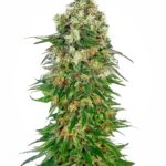 Sensi Seeds Shiva Skunk Auto feminisiert