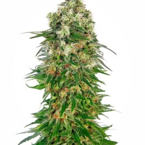 Sensi Seeds Shiva Skunk Auto feminisiert