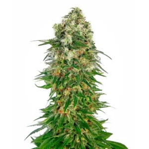 Sensi Seeds Shiva Skunk Auto feminisiert