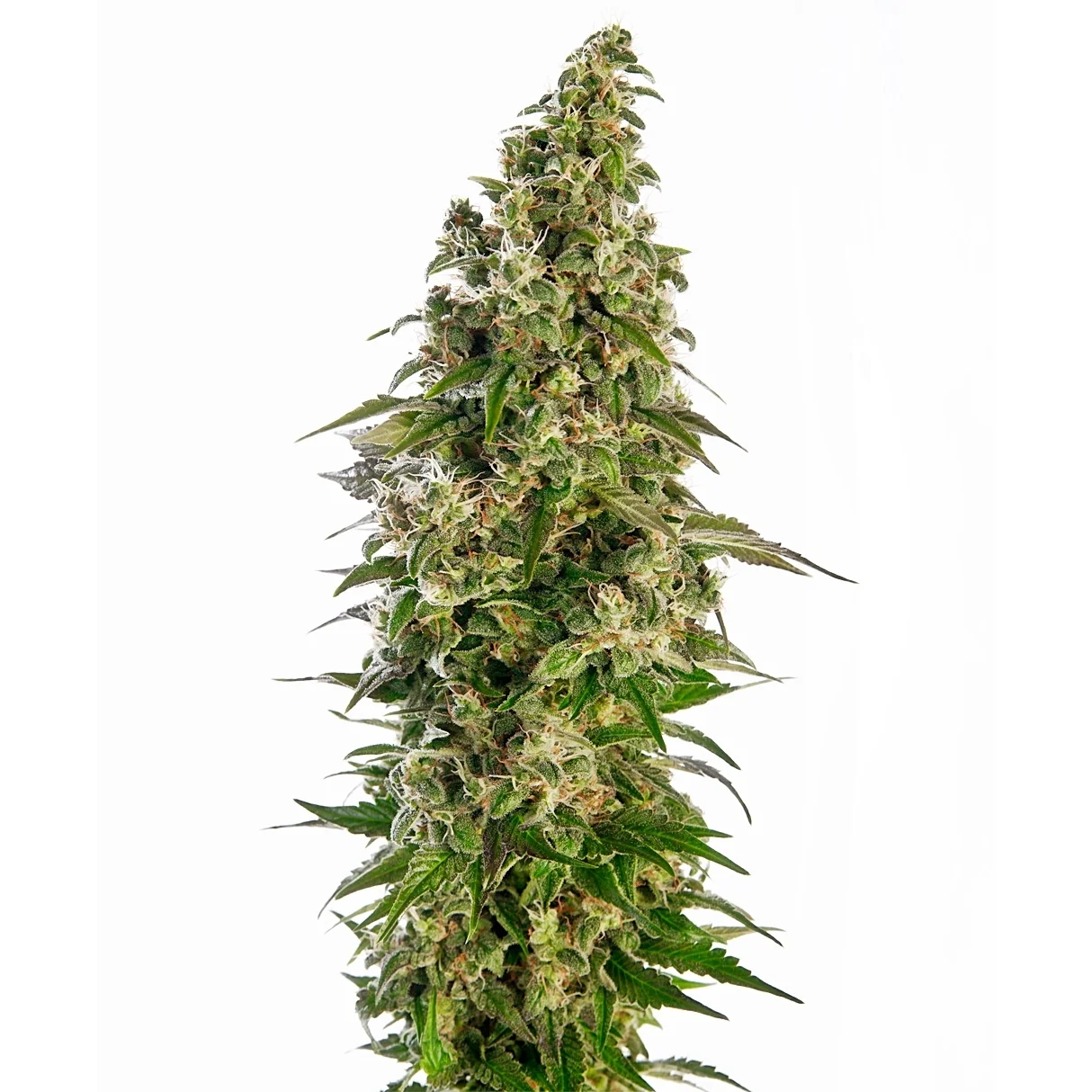 Sensi Seeds Afghani #1 Auto feminisiert
