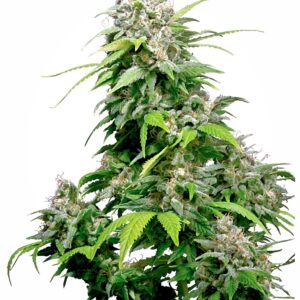 Sensi Seeds California Indica feminisiert