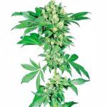 Sensi Seeds Afghani #1 feminisiert