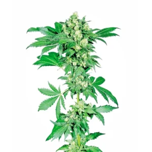 Sensi Seeds Afghani #1 feminisiert