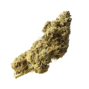 Amsterdam Genetics White Choco Haze feminisiert