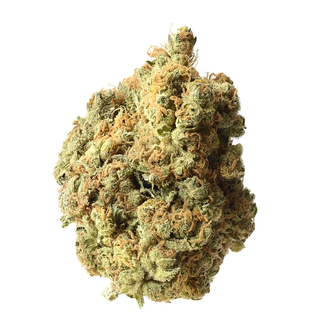Amsterdam Genetics AK-020 feminisiert